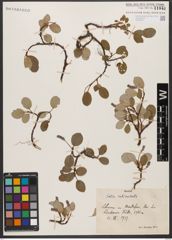 Foto von Salix reticulata L.